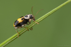 Pachybrachis tridens