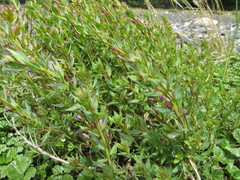 Epilobium glaucum