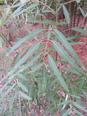 Polyscias sambucifolia