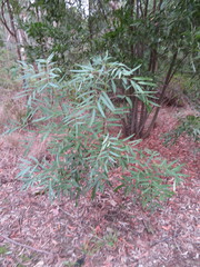 Polyscias sambucifolia