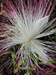 Barringtonia asiatica