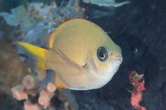 Chromis