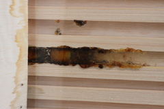 Megachile sculpturalis