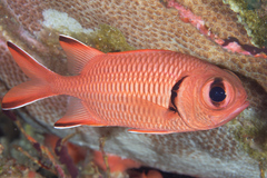 Myripristis robusta