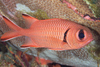 Squirrelfishes and Soldierfishes - Photo (c) Mark Rosenstein, some rights reserved (CC BY-NC), uploaded by Mark Rosenstein
