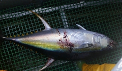 Thunnus albacares