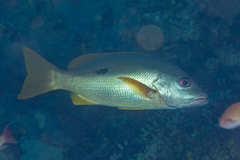 Lutjanus monostigma