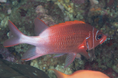 Sargocentron caudimaculatum