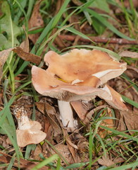 Leucopaxillus eucalyptorum