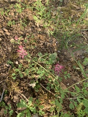 Fumaria officinalis
