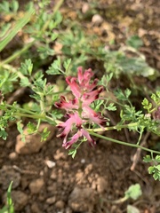 Fumaria officinalis