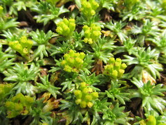 Azorella diversifolia