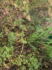 Fumaria officinalis