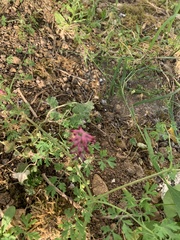 Fumaria officinalis