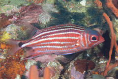 Sargocentron cornutum