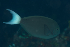 Acanthurus thompsoni