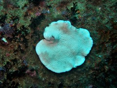 Coscinaraea mcneilli