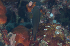 Anampses geographicus