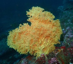 Melithaea zimmeri