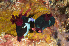 Nembrotha chamberlaini