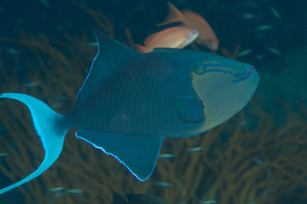 Redtooth Triggerfish (Edible Saltwater Fish ( Reef )) · iNaturalist