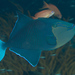 Redtooth Triggerfish - Photo (c) Mark Rosenstein, some rights reserved (CC BY-NC-SA), uploaded by Mark Rosenstein