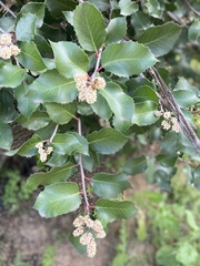 Rhus ovata