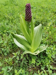 Orchis purpurea