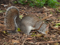 Sciurus carolinensis