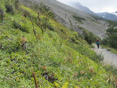 Azorella diversifolia