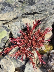 Epilobium porphyrium
