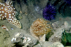 Eudistylia polymorpha