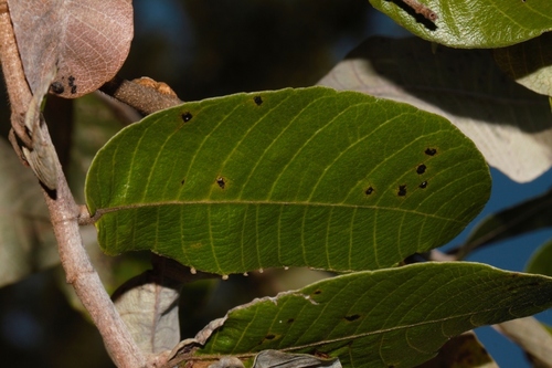 Parinari curatellifolia image