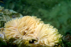 Eudistylia polymorpha