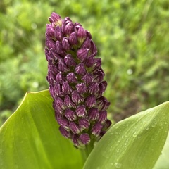 Orchis purpurea