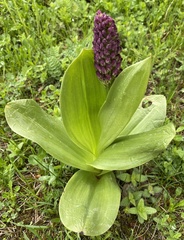 Orchis purpurea