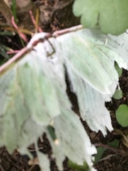 Actias aliena aliena