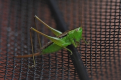 Conocephalus semivittatus