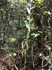 Tarlmounia elliptica