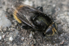 Merodon equestris