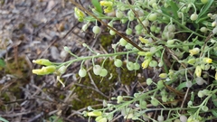 Physaria arenosa