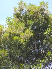 Lithocarpus dodonaeifolius