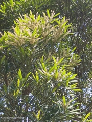 Lithocarpus dodonaeifolius