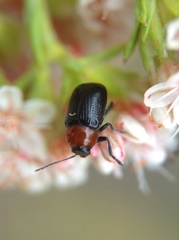 Cryptocephalus sanguinicollis