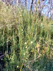 Acacia ptychoclada