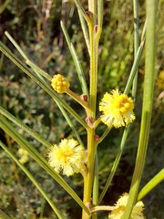 Acacia ptychoclada