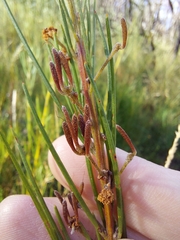 Acacia ptychoclada
