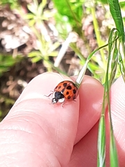 Harmonia axyridis