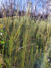 Acacia ptychoclada