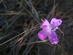 Clarkia bottae